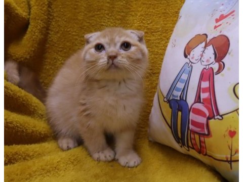 Scottish fold erkek yavru uygun