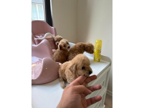 Kilo garantili toypoodle yavrular 