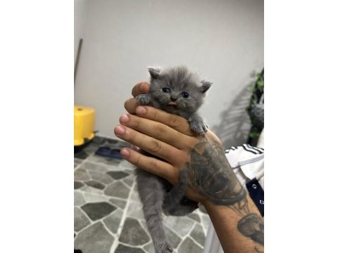 Mükemmel özelliklerde scottish fold kedilerimiz