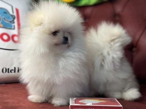 Wc eğitimli tea cup pomeranian yavrularımız