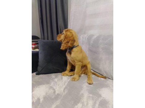 4 aylık english cocker