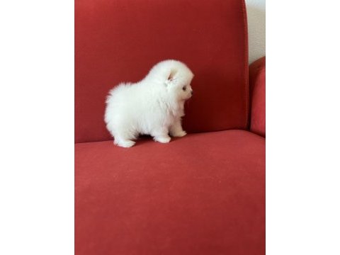 Pomeranian erkek krem