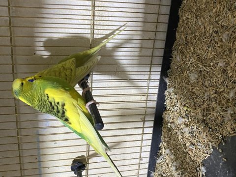 Jumbo ve çekoslovak muhabbet kuşu takım