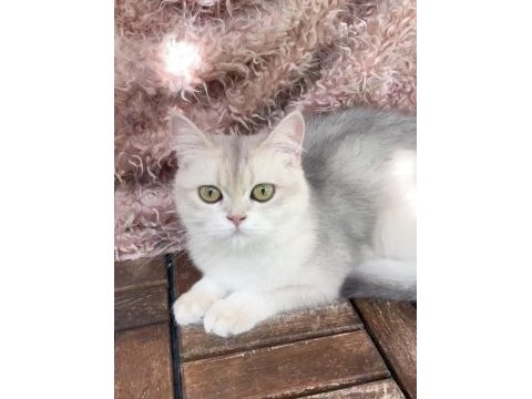 British shorthair ay dişi kısır değildir