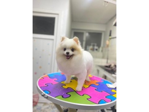 Pomeranian boo üst kalite tea cup dişi