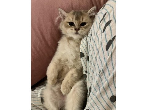 3 aylık british longhair erkek yavru