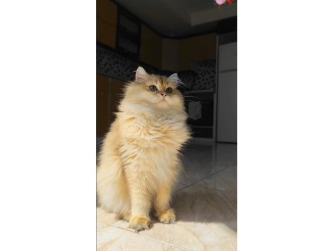 Yeni yuvasını arıyor