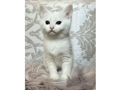 2 aylık british shorthair