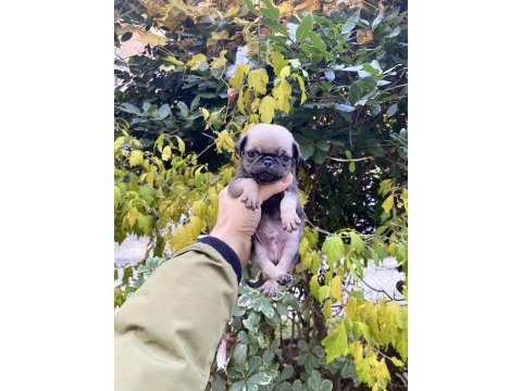 Birbirinden sevimli ve oyuncu pug yavrularım