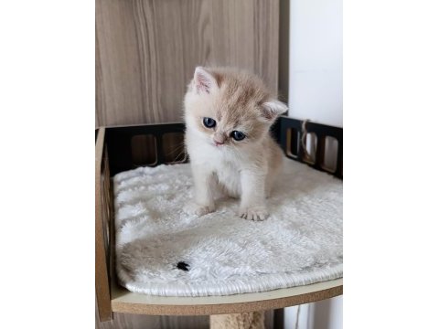 Blue golden erkek yavru kedimiz