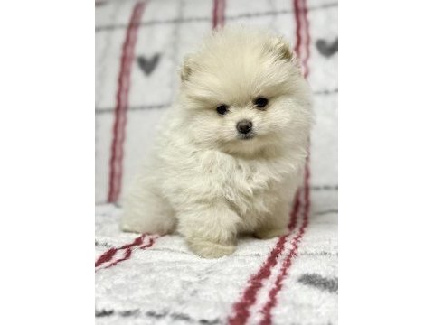 Micro boy ayı surat pomeranian boo