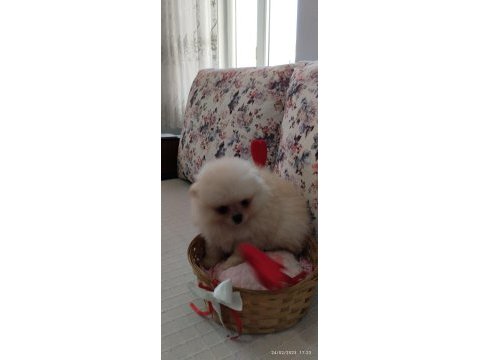 Dünyalar güzeli pomeranian boo erkek yavru