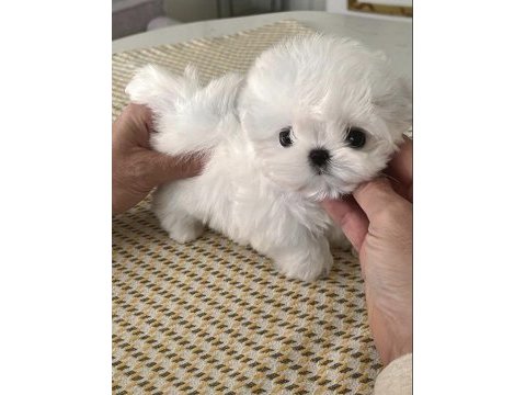 Yarışma düzeyi 0 boy kore maltese terrier jack