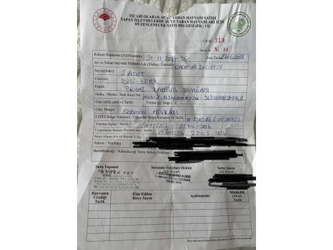 7 aylık kakadu (salomon adaları doğumlu belgeli cipli)