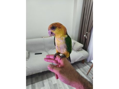 5 aylık bebek kayık papağanı portakal kafa