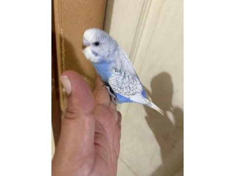 31 günlük muhabbet kuşu oğlan bebek