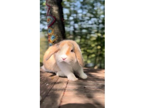 Damızlık 2 takım mini lop tavşan