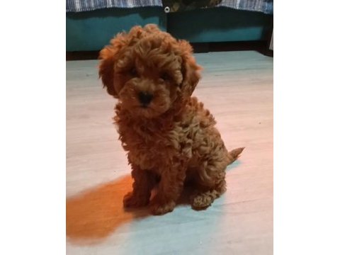 Anne altından orjinal poodle bebekler