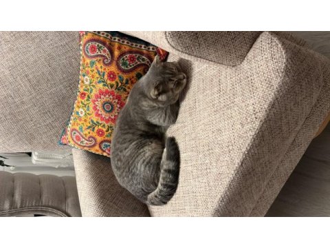 7 aylık scottish fold ücretsiz aile