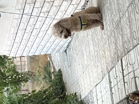 Toy poodle dişi 17 aylık