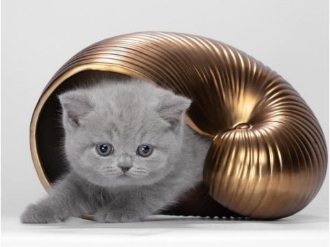 2,5 aylık british shorthair