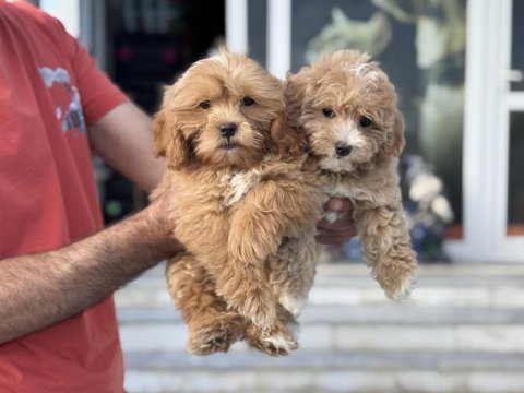 Petmode köpek çiftliğinden kore maltipoo