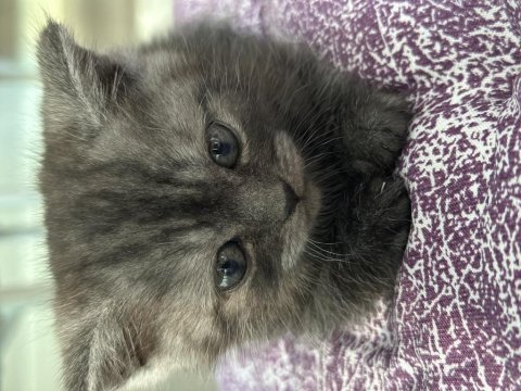 British shorthair 3 aylık