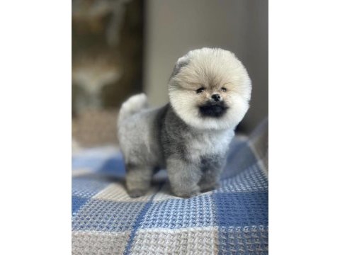 Ayı surat pomeranian boo yavrular