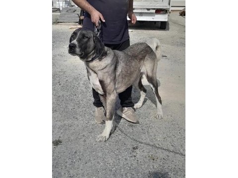 Orjınal has kangal yavruları