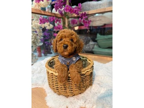 Toy poodle yavru 3 ay minik ve a kalite