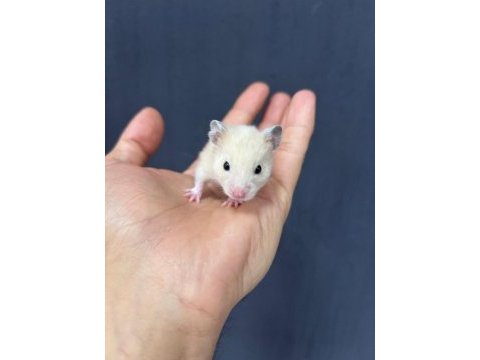 Ömürlük yuvasını arayan minik hamster kalpler