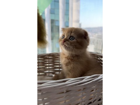 Scottish fold 2 aylık erkek yavru