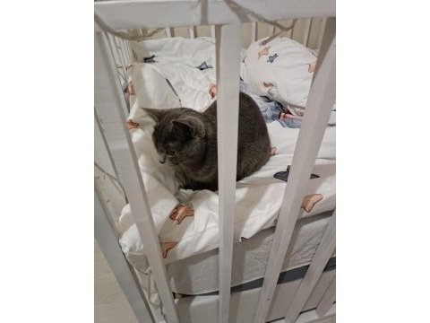 British shorthair 2 yaşında