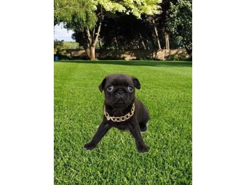 Dişi pug mops