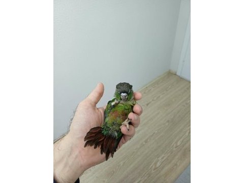 Greenchek konur bebek