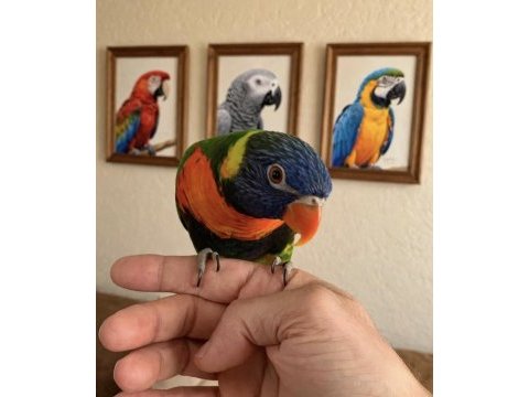 Jumbo boy rainbow lori