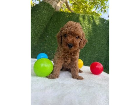 Bu minik poodle size çok yakışacak