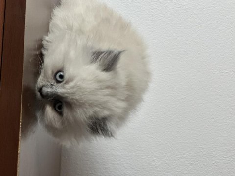 3 dişi ve 2 erkek british longhair