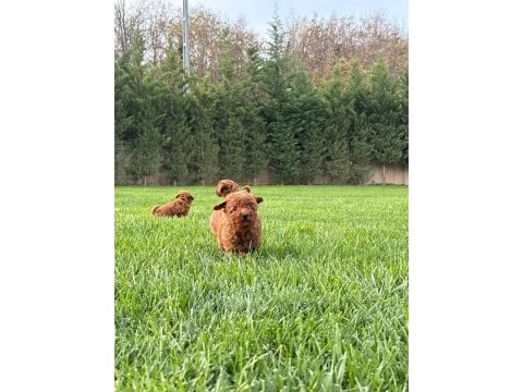 Eğitilebilir toy poodle yavruları ile evinize neşe katın