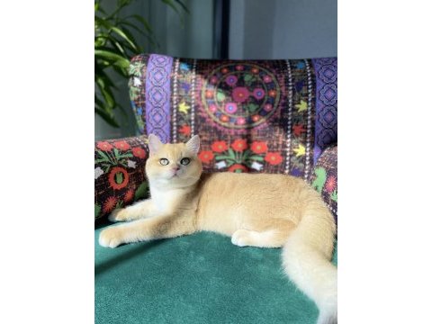 A kalite golden british shorthair