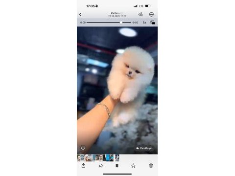 Pomeranian boo köpeği