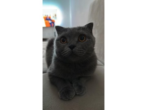 Scottish fold sağlıklı dişi 3 yaşında