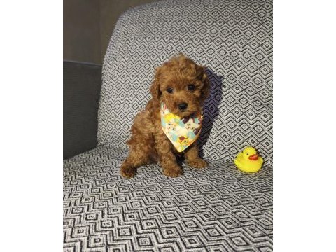 Tea cup erkek poodle yavrumuz