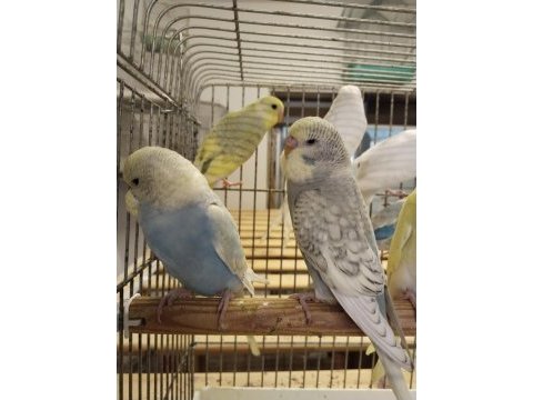 Yeni yeme düşmüş bebek muhabbet kuşları