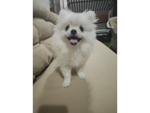 Pomeranian boo yavrusu
