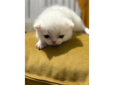 Orijinal british shorthair