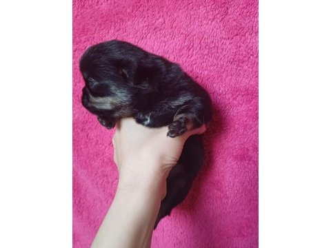 Pink taşıyıcı pug yavrular