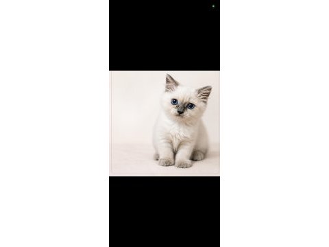 Güzel kedimiz yeni evini bekliyor