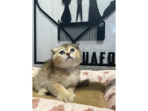 Golden tabby scottish fold bebeğim