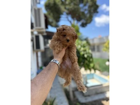 Orjinal maltipoo yavruları
